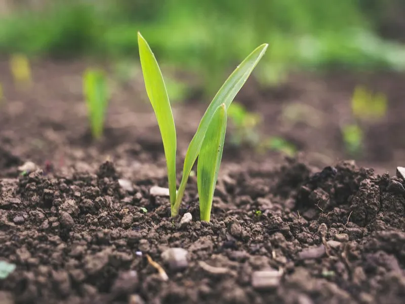 AgTech-03-03-21-Image-1_2959b4e5710fe24c859658e1cce4a47d_800