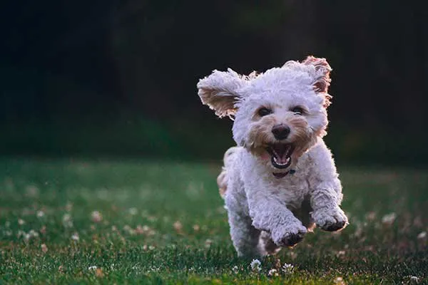 Fluffy-cockapoo-having-the-time-of-his-life-at-the-park_84586bf430ea5d9280a4735666b2640a_800